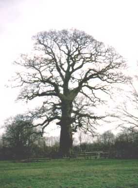 De Dikke Boom in Verwolde